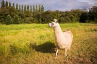 Wool Testing - Australia | Micron Man image 3